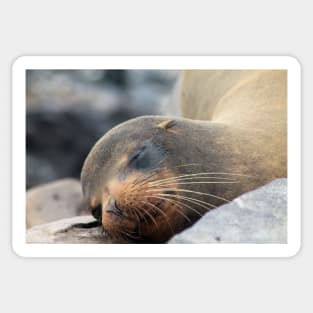 Sea Lion Whiskers Sticker